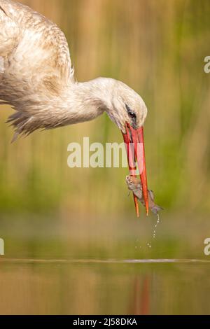 White stork (Ciconia ciconia) head portrait, foraging, hunting at the water, hunting, successful fishing, with prey fish, Kiskunsag National Park Stock Photo