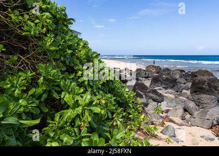 Beach cabbage or Sea Lettuce, Scaevola taccada, growing by the volcanic basalt boulders on Haena Beach on the Island of Kauai, Hawaii, United States. Stock Photo