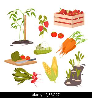 Farming vegetables set, growing root crops in soil and seedlings, tomatoes, cucumber Stock Vector