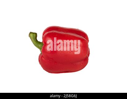 Pod of red sweet pepper with drops of water lying on a white background. Copy space. Stock Photo