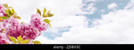Horizontal banner with beautiful spring sakura flowers on a background of blue sky with lush clouds. Pink cherry flowers, dreamy romantic image of spring. Copy space for text Stock Photo