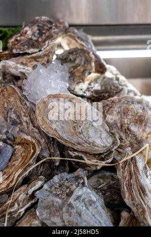 Fresh raw closed oysters seashells for sale on fish market ready to eat Stock Photo