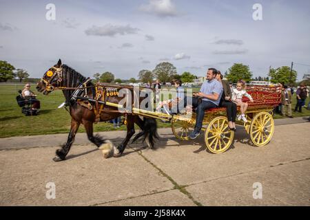 London Harness Horse Parade, South of England Centre, Ardingly West Sussex, UK Stock Photo