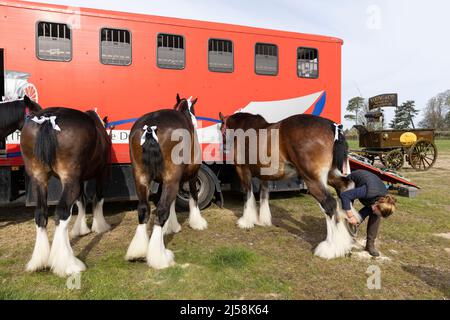 London Harness Horse Parade, South of England Centre, Ardingly West Sussex, UK Stock Photo