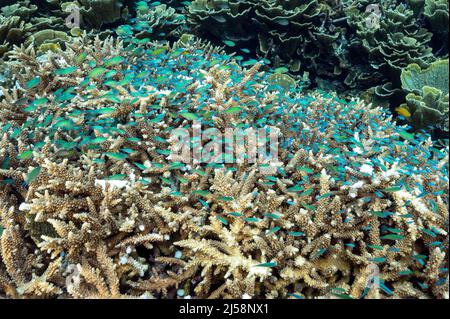 Blue damsels, Chromis viridis, sheltering in branching hard coral, Raja Ampat, Indonesia.
