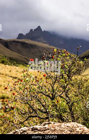 Natal Bottlebrush, Greyia sutherlandii, with the ominous high peaks of the Drakensberg Mountains shrouded in mist rising in the background Stock Photo