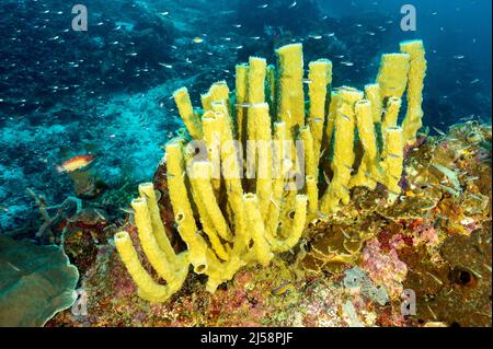 Tubular sponge colony, Indonesia has the highest sponge diversity, Raja Ampat.