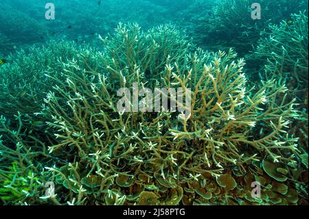 Staghorn hard corals, Acropora sp., Raja Ampat Indonesia.