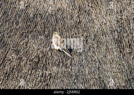 A kestrel, Falco tinnunculus, sat on the roof of a thatched barn, Upper Wield, Alresford, Hampshire, UK Stock Photo