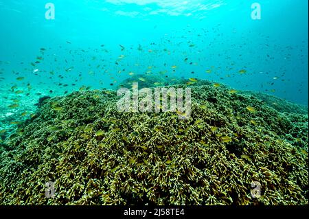 Reef scenic with fire corals, Millepora dichotoma, Raja Ampat Indonesia.