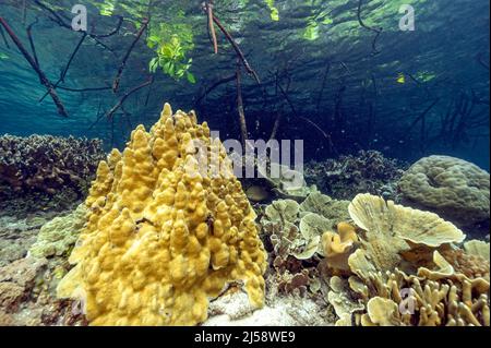 Reef scenic with hard corals under mangrove forest, Raja Ampat Indonesia.