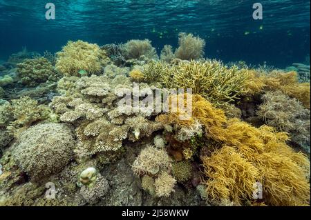 Reef scenic with hard corals under mangrove forest, Raja Ampat Indonesia. Reef scenic with hard corals under mangrove forest, Raja Ampat Indonesia.