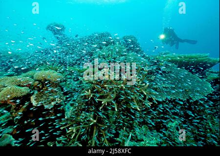 Coral reef scenic with glass fishes and hard corals, Raja Ampat Indonesia.