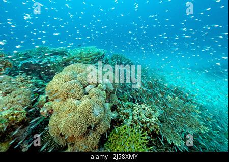 Coral reef scenic with glass fishes and hard corals, Raja Ampat Indonesia. Stock Photo