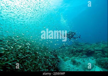 Coral reef scenic with glass fishes and hard corals, Raja Ampat Indonesia.