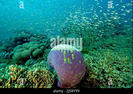 Reef scenic with glass fish shoal Raja Ampat Indonesia.