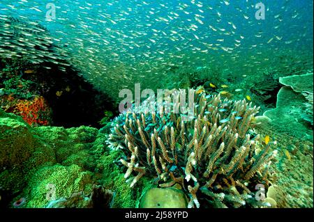 Reef scenic with glass fishes and blue damsels, Raja Ampat Indonesia.