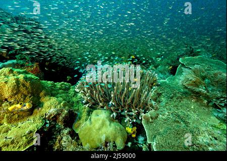 Reef scenic with glass fishes and blue damsels, Raja Ampat Indonesia.