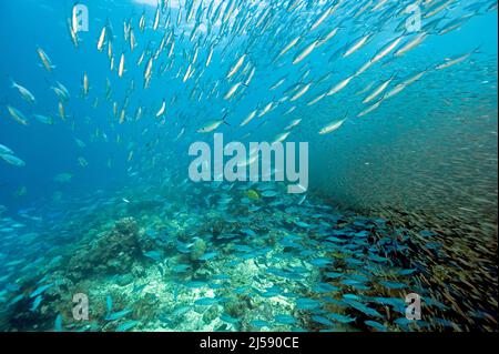 Massive school of fusiliers and glass fishes, Raja Ampat Indonesia.