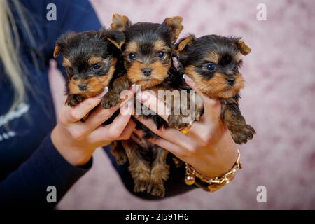 Three Yorkshire Terrier puppies in the hands of their breeder. Very expensive dogs Stock Photo
