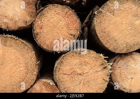 Cross-section of freshly felled tree trunks with age rings, natural wooden background Stock Photo