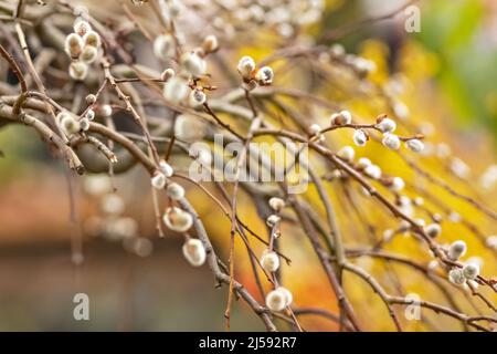 Branches with buds on a tree in a blooming spring garden. Yellow. Natural background. Stock Photo