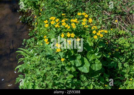 Yellow Marsh marigold flowers by the side of a stream Stock Photo