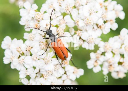 Anastrangalia sanguinolenta is a species of flower longhorn beetles belonging to the family Cerambycidae, subfamily Lepturinae, a female. Stock Photo