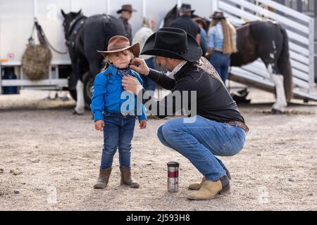 London Harness Horse Parade, South of England Centre, Ardingly West Sussex, UK Stock Photo