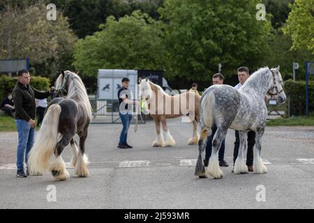 London Harness Horse Parade, South of England Centre, Ardingly West Sussex, UK Stock Photo