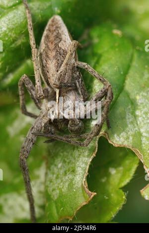 Vertical closeup on a male nursery web spider, Pisaura mirabilis sitting on a green leaf in the garden Stock Photo
