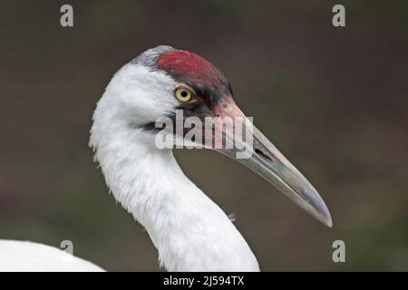 Close-up of Whooping Crane (Grus americana) captive in Homosassa, Florida, USA