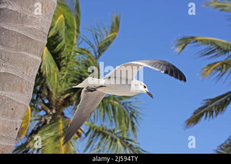 Aztec Gull (Larus atricilla) in flight with palm trees on Key West, Florida, USA Stock Photo