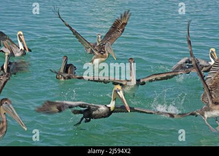 A pod of Brown Pelicans (Pelecanus occidentalis) on Lower Matecumbe Key, Keys, Florida, USA Stock Photo