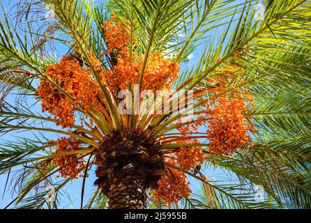 A lush, healthy Date Palm tree full of orange date clusters providing shade on a hot and sunny day. Stock Photo