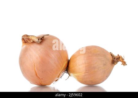 Two organic bulbs, macro, isolated on a white background. Stock Photo