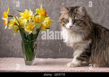 beautiful long-haired cat with a white chest, big green eyes and a pink nose. looks at the camera. posing. place for text Stock Photo