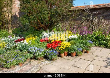 Spring flowers in patio pots, Great Dixter, East Sussex, UK Stock Photo