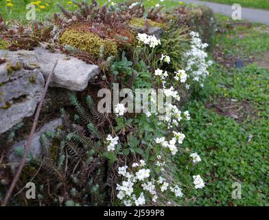 Garden wall made of natural stones overgrown with white Aubrieta and  sedum plants Stock Photo