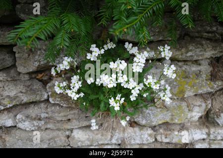 Aubrieta or Aubretia is part of the cabbage family Brassicaceae. It has small violet, pink, or white flowers, and it inhabits rocks and banks. Stock Photo