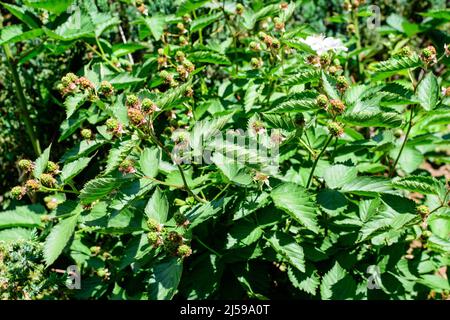 Many delicate small green fruits on large blackberry bush in direct sunlight towards clear blue sky, in a garden in a sunny summer day, beautiful outd Stock Photo