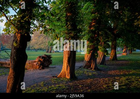 A single fallen tree lies across the grass, alongside others along an avenue in Ruskin Park, a public green space in Camberwell, south London, on 20th April 2022, in London, England. Stock Photo