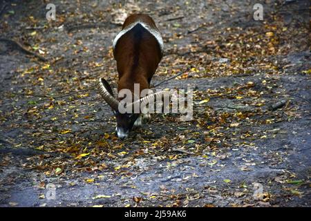A ram with long horns is looking for food in the leaves on the ground Stock Photo