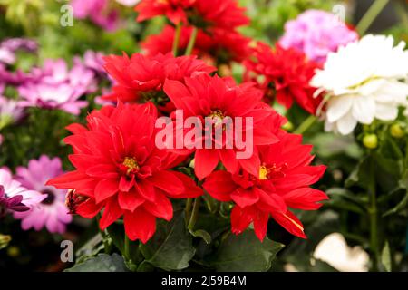 Colorful and beautiful Dahlia Pinnata Cav. plants in the garden Stock Photo