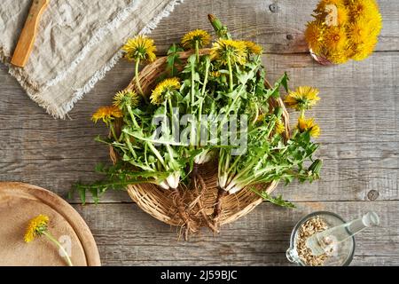 Whole dandelion plants with roots and flowers on a table in spring, top view Stock Photo