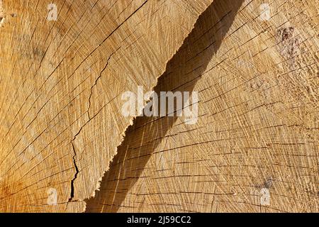 Texture of a cut of a tree with cracks. Wooden background with a deep dark crack. Stock Photo