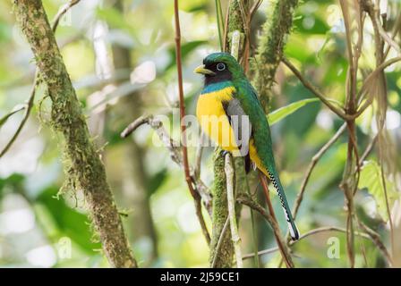 black-throated trogon or yellow-bellied trogon, Trogon rufus, single adult male perched on branch of tree in rainforest, Costa Rica