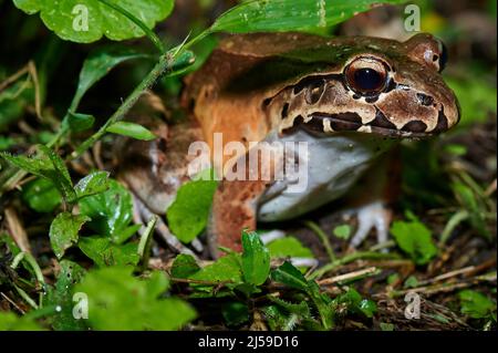 Savage thin-toed frog species of leptodactylid frog (Leptodactylus savagei), Parque Nacional Volcán Arenal, Costa Rica, Central America Stock Photo