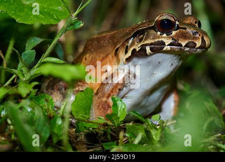 Savage thin-toed frog species of leptodactylid frog (Leptodactylus savagei), Parque Nacional Volcán Arenal, Costa Rica, Central America Stock Photo