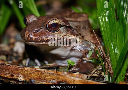 Savage thin-toed frog species of leptodactylid frog (Leptodactylus savagei), Corcovado National Park, Osa Peninsula, Costa Rica, Central America Stock Photo